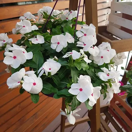 Bed & Breakfast La Terrazza Di Carolina