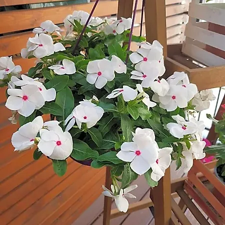 Bed & Breakfast La Terrazza Di Carolina