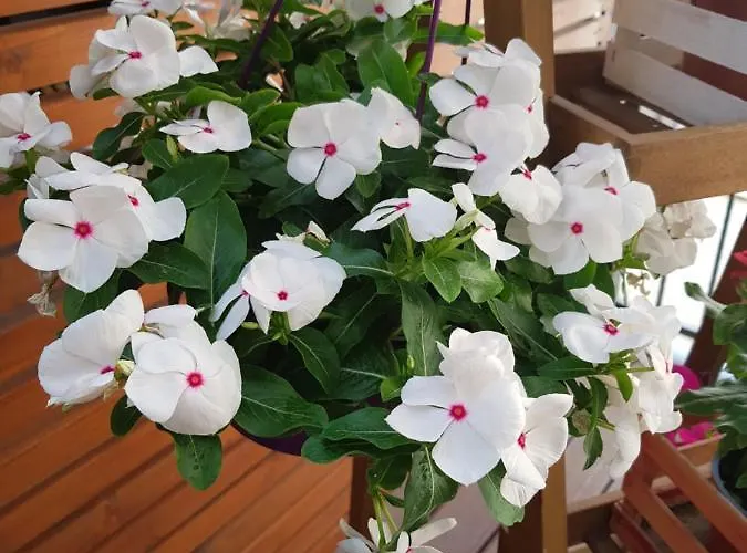 Alojamento de Acomodação e Pequeno-almoço La Terrazza Di Carolina